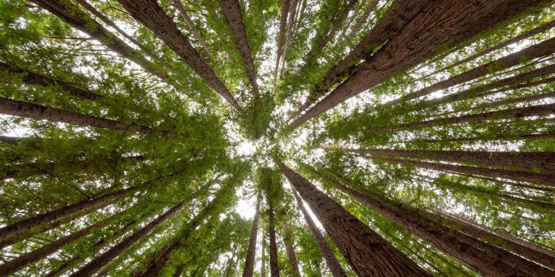 bosque artificial