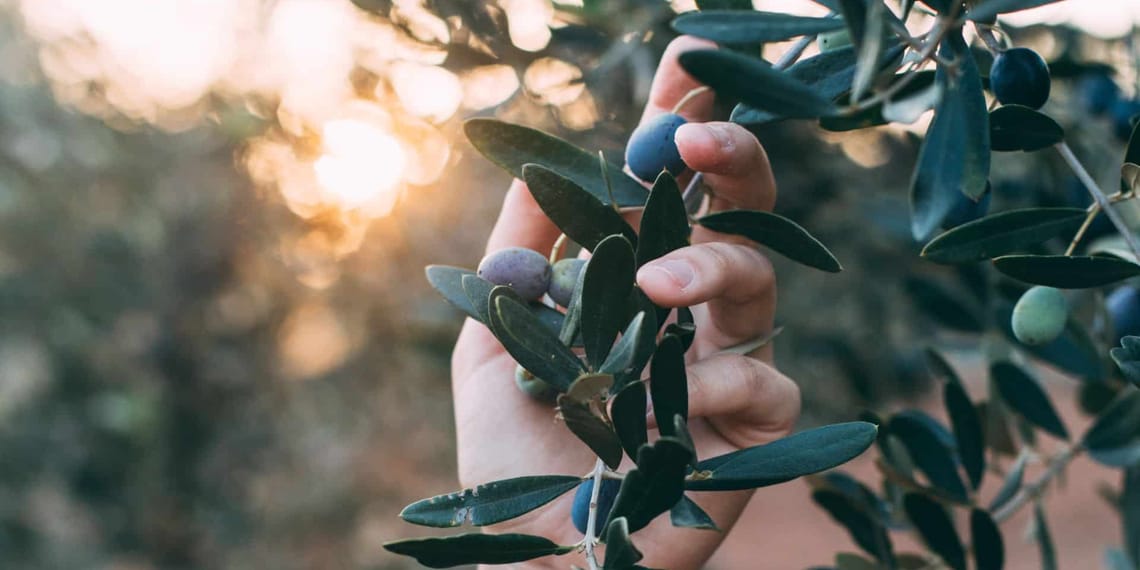 Olivos: impacto del desarrollo rural