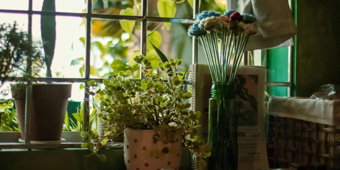 abono natural sobre una maceta con plantas verdes en casa