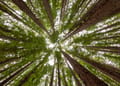 bosque artificial