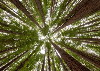 bosque artificial