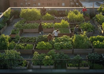 Agricultura urbana