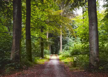 bosque artificial China