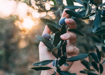 Olivos: impacto del desarrollo rural