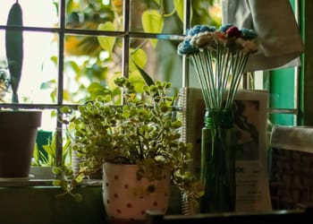 abono natural sobre una maceta con plantas verdes en casa