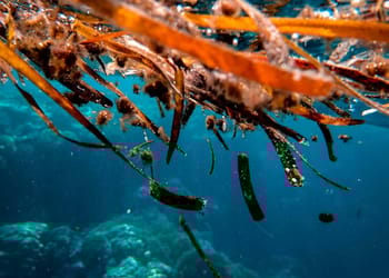Materiales de algas marinas: energía y protección en un solo avance