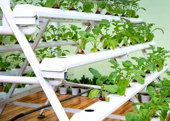 Cultivo Vertical Interior en Acción