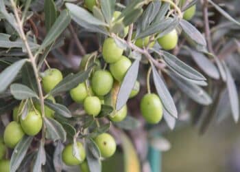Agricultura regenerativa