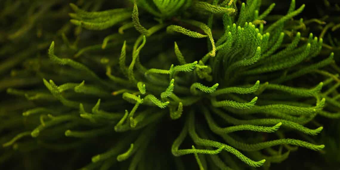 Biorreactores de microalgas domésticos