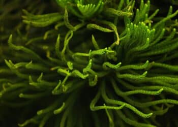 Biorreactores de microalgas domésticos