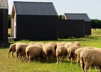 Ovejas y placas solares