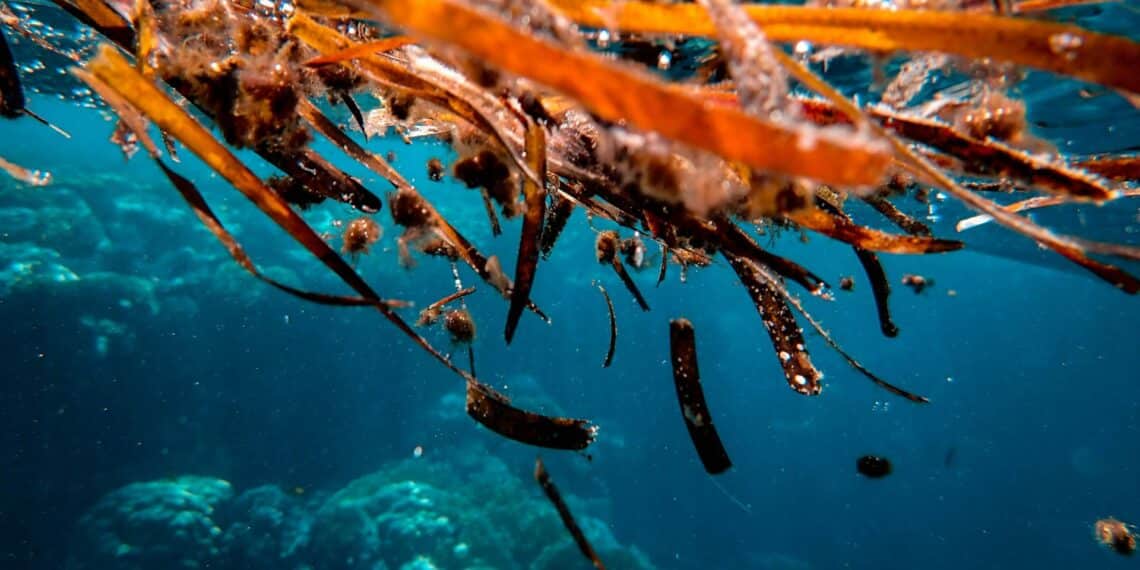 Materiales de algas marinas: energía y protección en un solo avance