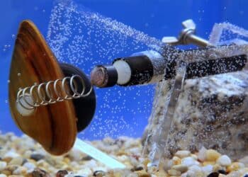 Mejillones vivos conectados como biosensores para controlar la contaminación del agua
