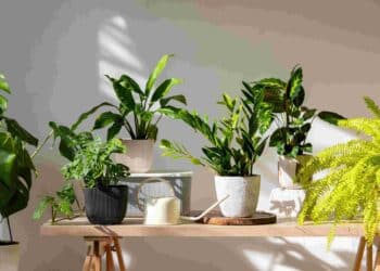 plantas