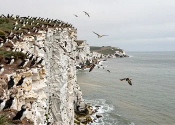 Dramatic view of Bempton Cliffs with seabirds in flight above the North Sea, showcasing nature's beauty.