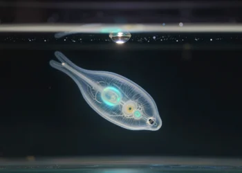 Investigadores descubren por casualidad un organismo microscópico con un código genético nunca antes descrito que reasigna dos señales de parada a aminoácidos distintos 4 Organismo microscópico bioluminiscente suspendido en una gota de agua sobre portaobjetos, con código genético sin precedentes