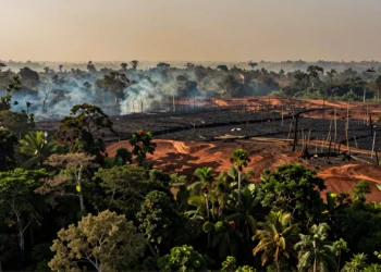 Desde Tanzania hasta Nueva Inglaterra, un sistema satelital de la NASA detecta la deforestación ilegal antes de que sea demasiado tarde 4 Vista aérea de deforestación ilegal en selva tropical con límite entre bosque denso y tierra quemada bajo cielo con humo