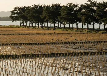 Arrozales inundados japoneses al atardecer con hilera de árboles cortavientos y bandada de aves de pradera en vuelo