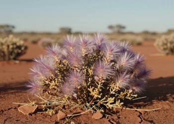 Una foto tomada por casualidad en el interior de Australia resucita una planta que nadie había visto desde 1967 8 Arbusto desértico raro con flores plumosas de color lila fotografiado por casualidad en el interior árido de Australia