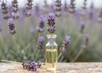 Científicos identifican el compuesto de la lavanda que calma la ansiedad sin efectos secundarios 5 Tallos de lavanda silvestre en flor junto a un vial de cristal con aceite esencial dorado sobre madera envejecida