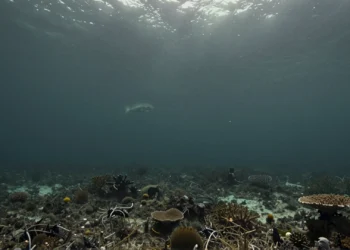 Las aguas del planeta pierden oxígeno en silencio: científicos advierten de un riesgo planetario que lleva décadas ignorado 2 Vista submarina de un océano con déficit de oxígeno, agua oscura y turbia, con un pez solitario y coral muerto en penumbra