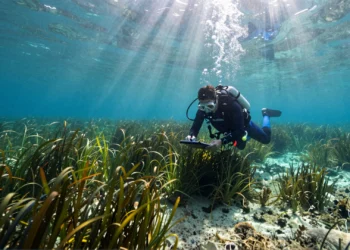 Ciencia ciudadana en España: cómo los voluntarios se convirtieron en piezas clave de la investigación científica real 7 Buceador voluntario registrando datos sobre praderas de Posidonia oceanica en el Mediterráneo español