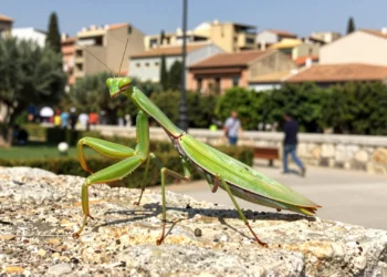 Dos mantis gigantes asiáticas avanzan sin freno por Europa y los científicos ya las han declarado invasoras 1 Mantis gigante asiática (Hierodula) sobre muro de piedra en parque urbano mediterráneo bajo sol intenso