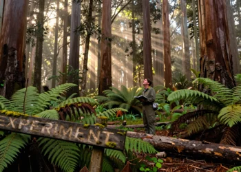 Un experimento forestal olvidado durante 30 años acaba de reescribir las reglas de la silvicultura 9 Investigador forestal ante eucaliptos gigantes junto a cartel de experimento abandonado entre helechos en Victoria, Australia